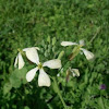 Unknown White Flower