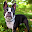 Boston Terriers Wallpapers Download on Windows