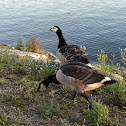 Barnacle Goose