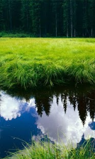 Free Quiet brook live wallpaper APK