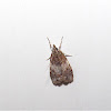 Scoparia Moth