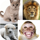 guessing game animal pictures 1.0