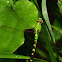 Eastern Pondhawk