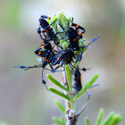 Giant Mesquite Bug nymph