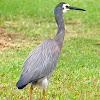 White Faced Heron