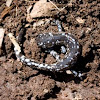 Blue-spotted Salamander 