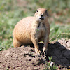 Black-Tailed Prairie Dog