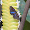 Blue-winged Eurybia