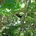 Stitchbird (Hihi in Maori)