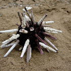 Erizo de lapicero. Dead slate pencil urchin