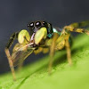 Banded Phintella jumping spider