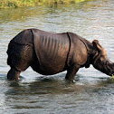 Asian One Horned Rhinoceros