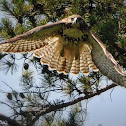 Red-tailed Hawk (Juvenile)