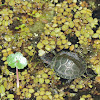 Red-eared Slider Turtle