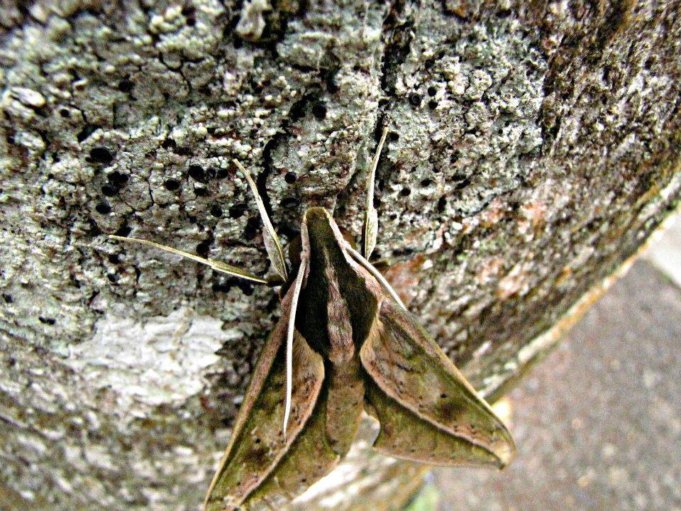 Cyrene Hawkmoth