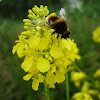 Large Narcissus Fly