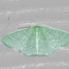 Southern Emerald Moth
