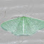 Southern Emerald Moth