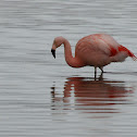 Flamenco austral (Chilean Flamingo)