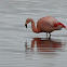 Flamenco austral (Chilean Flamingo)
