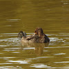 Blue-billed Duck (female with chicks)