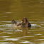 Blue-billed Duck (female with chicks)