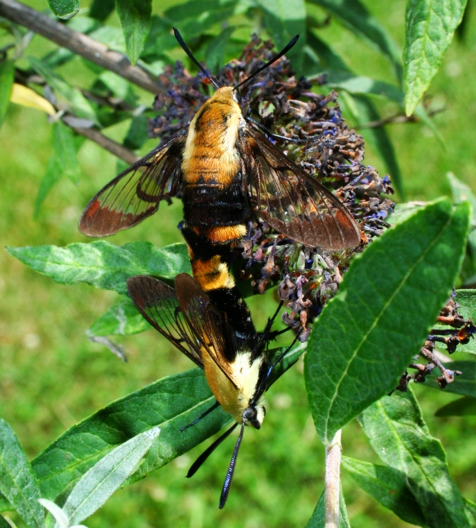 Snowberry clearwing moth