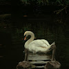 Mute Swan