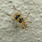 Carabid beetle