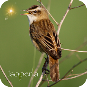 Chants d’oiseaux automatique logo