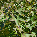 American Sweet Gum