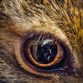 The reflected selfie by Dinal Jay - Animals Other Mammals