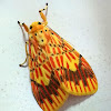 Footman Moth