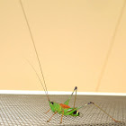 Katydid (Bush-cricket) nymph