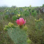 Prickly Pear Cacti in bloom