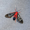 Scarlet-bodied Wasp Moth