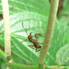 Ectatomma ant