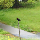 Red Winged Black bird