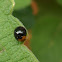 joaninha / Ladybug