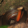 Salmon-bellied racer, Dryad snake