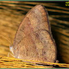 Common Bushbrown Butterfly (Dry-season form)