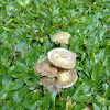 Unknown Brown Mushroom