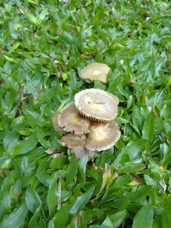 Unknown Brown Mushroom