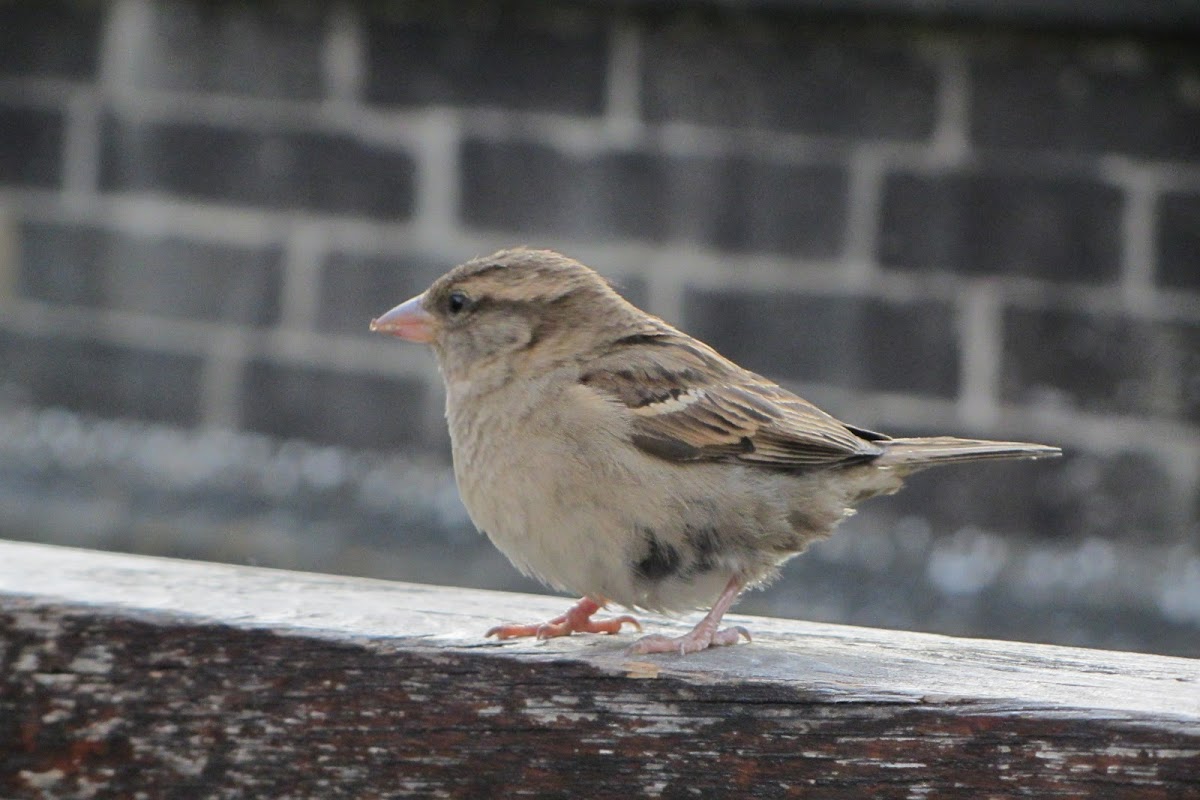 House Sparrow (Passero)