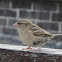 House Sparrow (Passero)