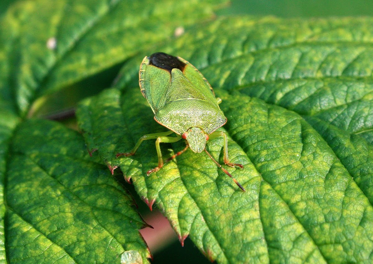 Green shield bug - kněžice trávozelená