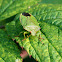 Green shield bug - kněžice trávozelená