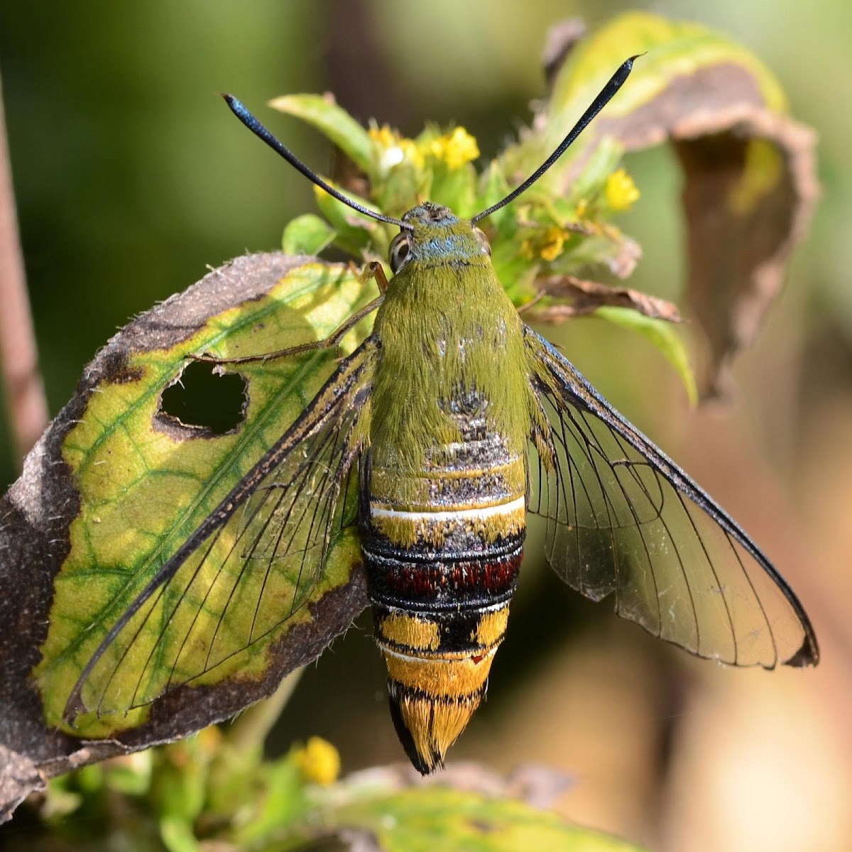 Pellucid BeeHawk Moth