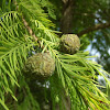 Bald cypress