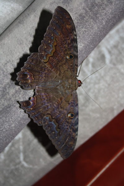 Pictures Of Black Witch Moth